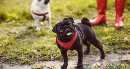 什么犬哈巴狗最好养,养一只哈巴犬的注意事项