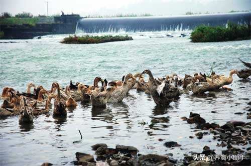 蛋鸭怎么养不怕人,蛋鸭养殖水质变差如何处理