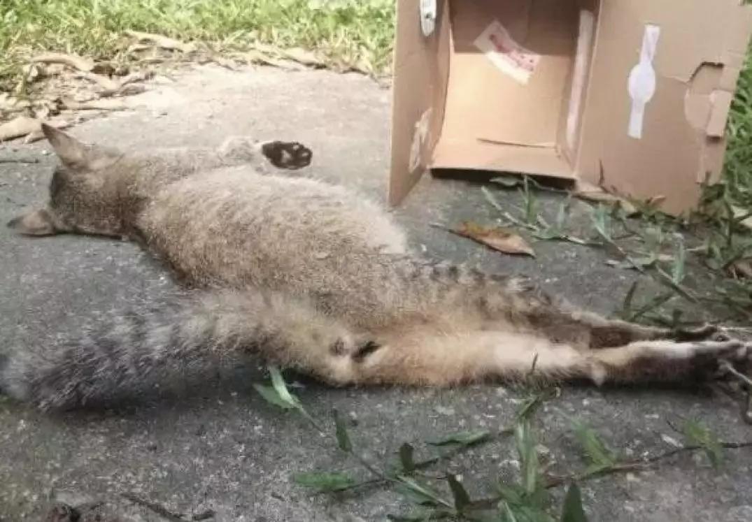 宿舍为什么不可以养猫,该不该在宿舍养猫