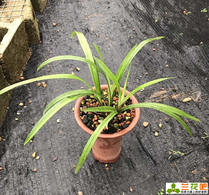 夏季养兰花的技巧与方法,夏季兰花放在空调房间如何养护