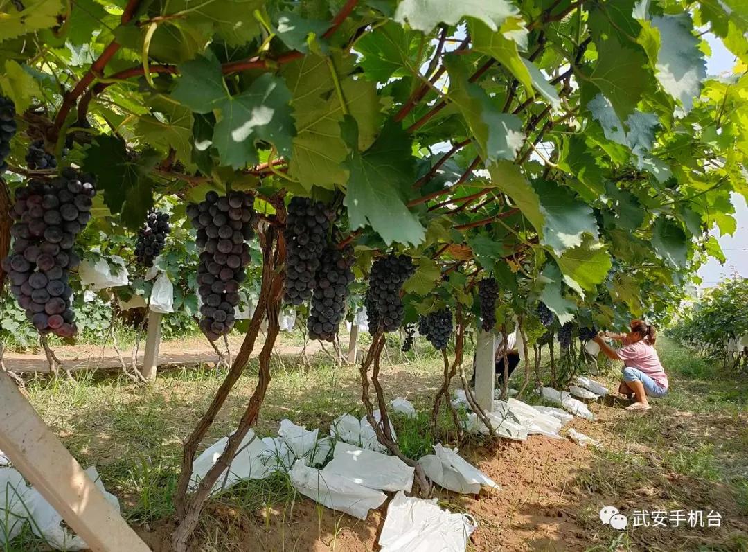 摘葡萄游乐园,摘葡萄还可以免费玩的地方