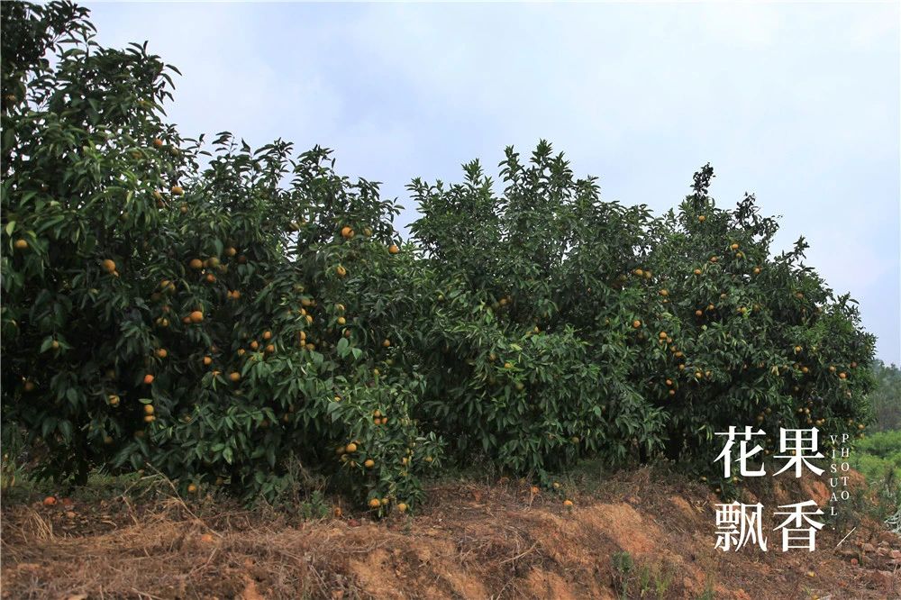 上市最早，收益最高，风险最大，果园投资的子午谷奇谋可取吗？