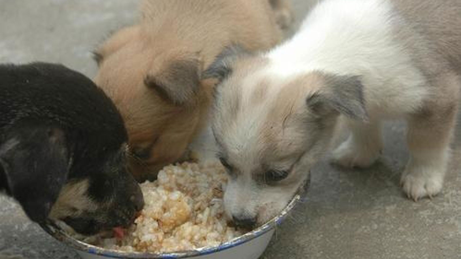 狗粮和自制狗饭交替喂可以吗,没狗粮可以喂什么