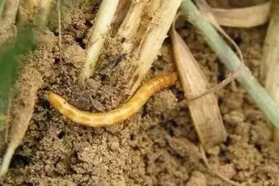 玉米苗期病虫害的防治,玉米苗期病虫害图片