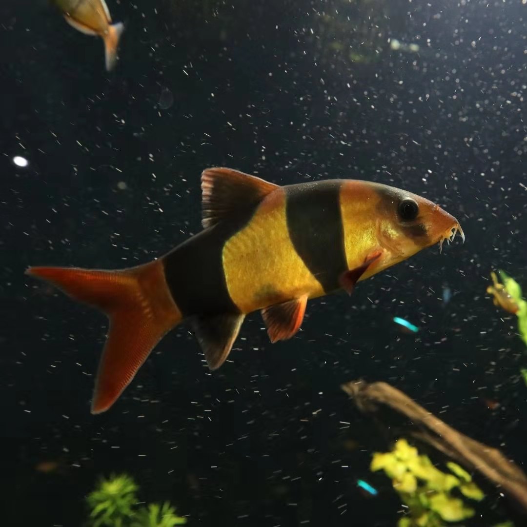 鼠年适合养鼠吗,鼠年养鼠好吗