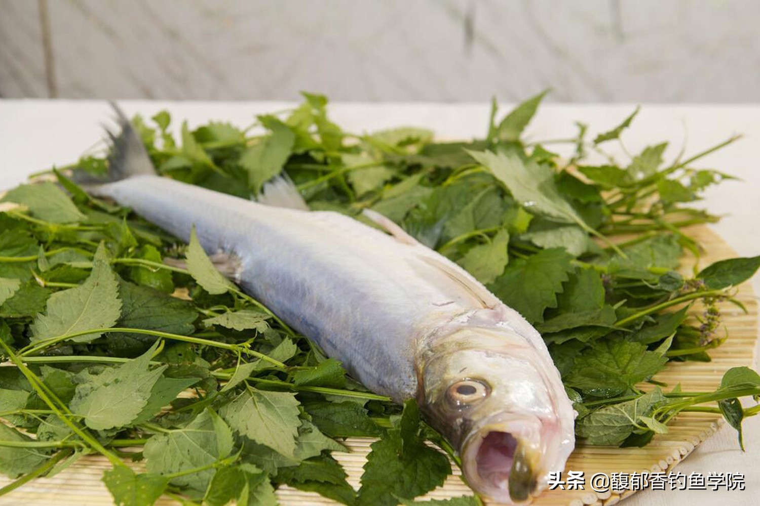 五大贡鱼价格表,五大名贵贡鱼