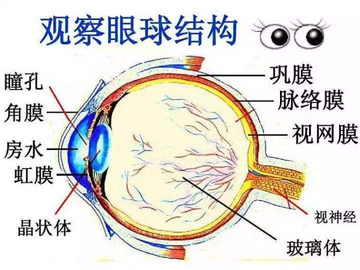 弱视的定义和临床表现,弱视的定义