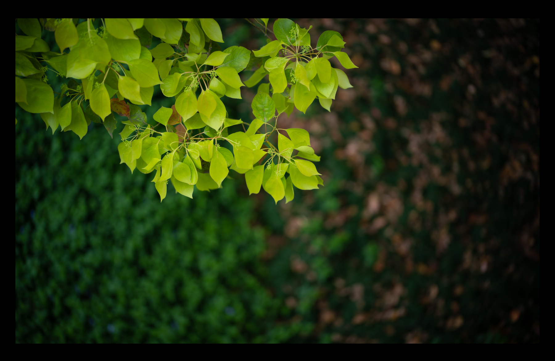 福伦达35mm1.5镜头好不好,福伦达35f2镜头评测