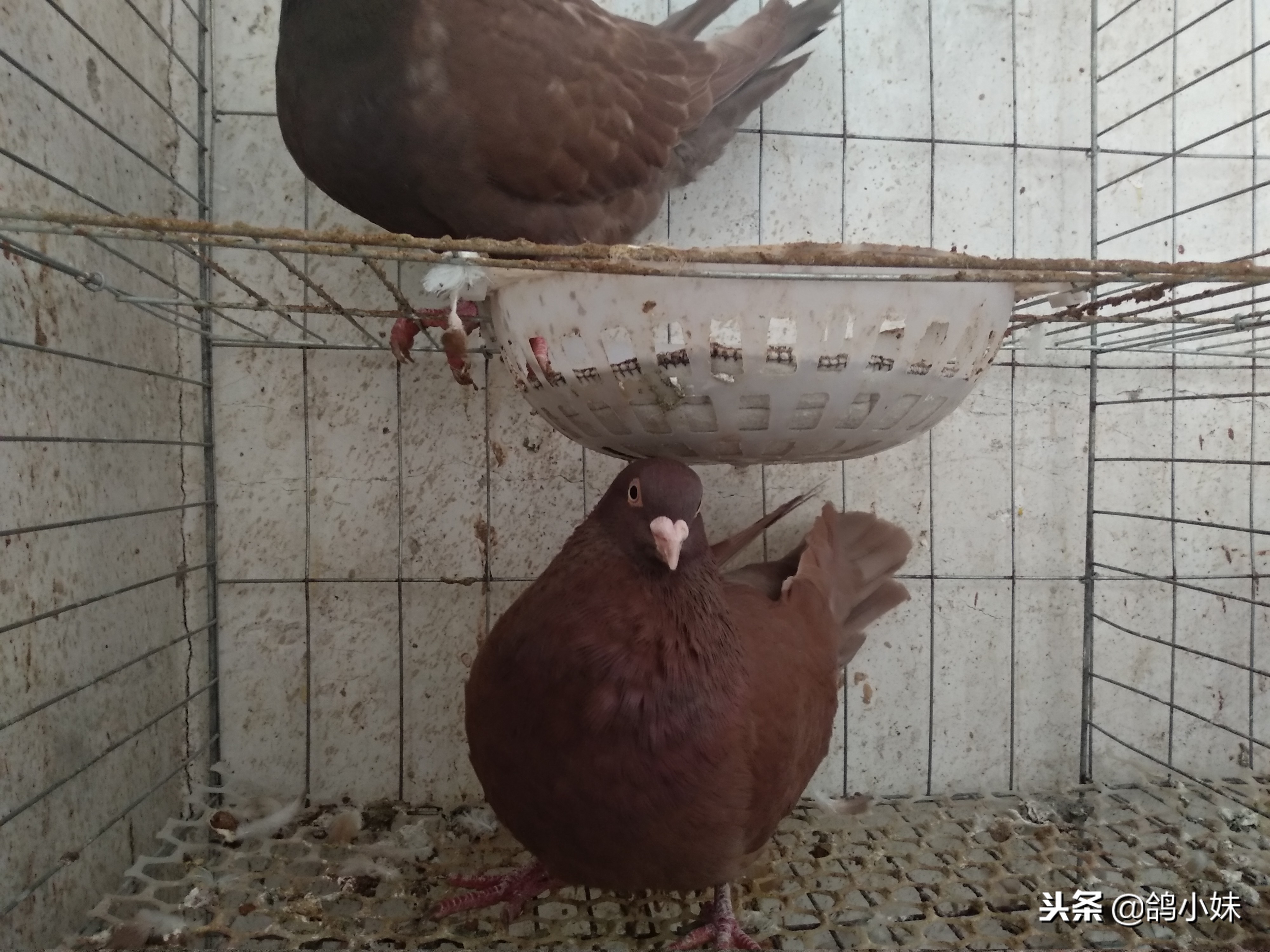 给工薪鸽友养鸽子的三点建议,养鸽子怎么养小鸽不死