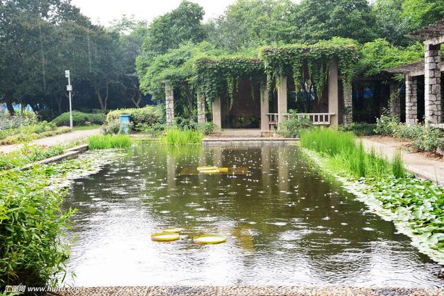 怎么给观赏鱼投喂饲料,观赏鱼投喂活食