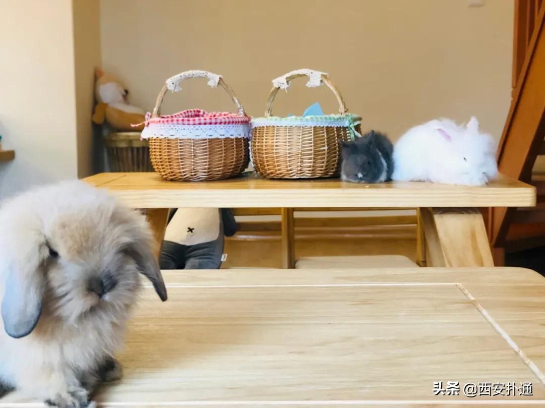 西安撸兔店,西安撸兔体验馆团购