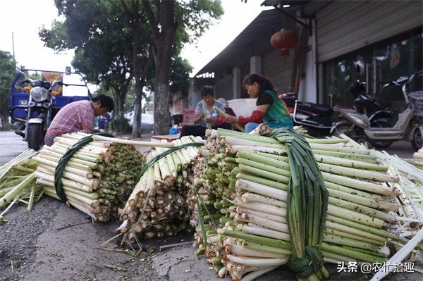 水蜡烛根茎,水蜡烛的根茎