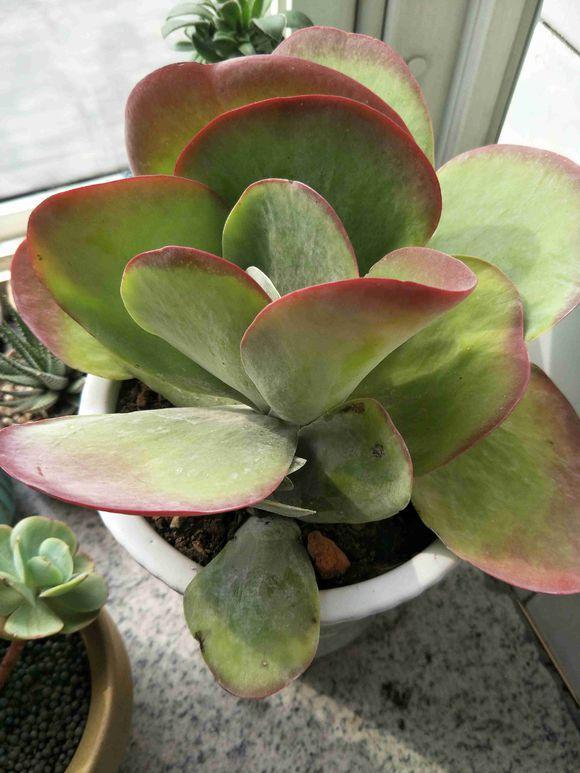 多肉唐印怎么养好看,多肉唐印的养殖方法和注意事项