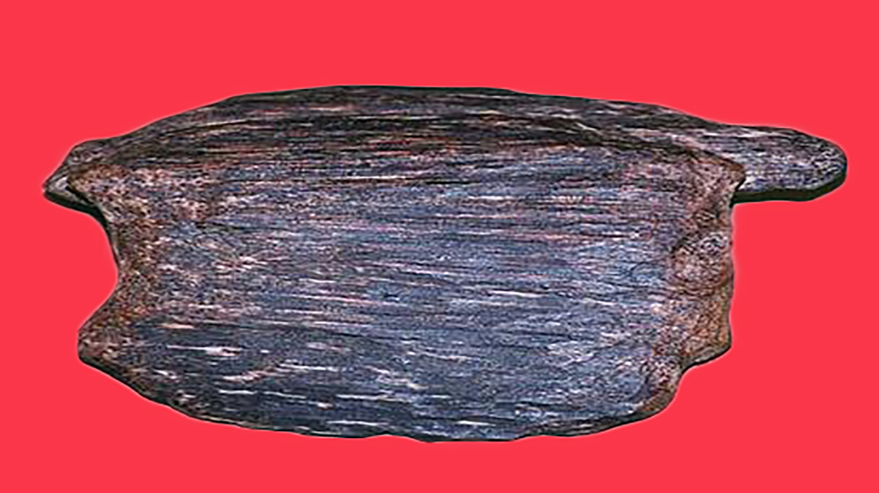 兴隆热带植物园里，到底藏了多少秘密