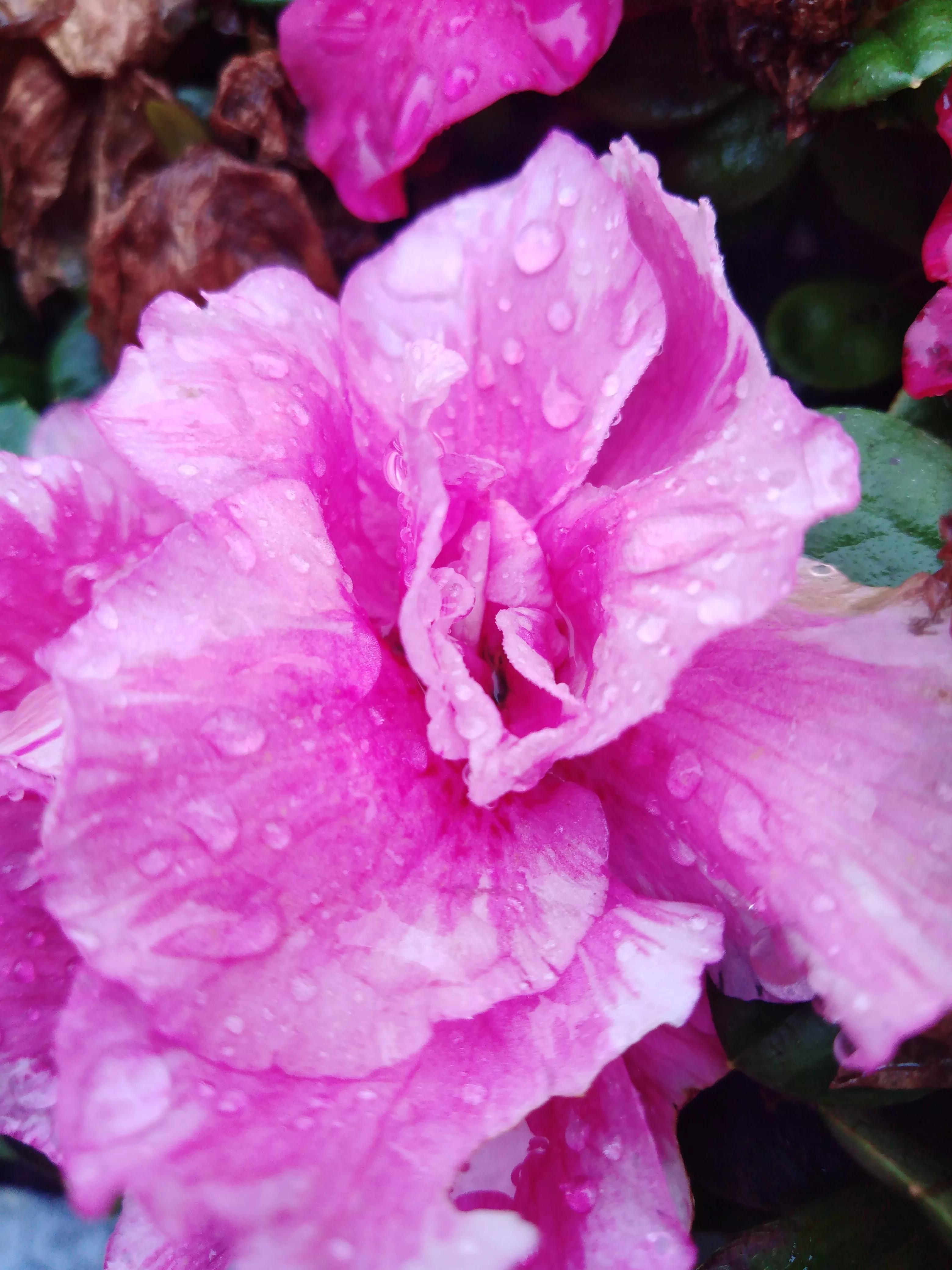 嘴长毛短浅含膘,嘴长毛短浅含膘是什么生肖