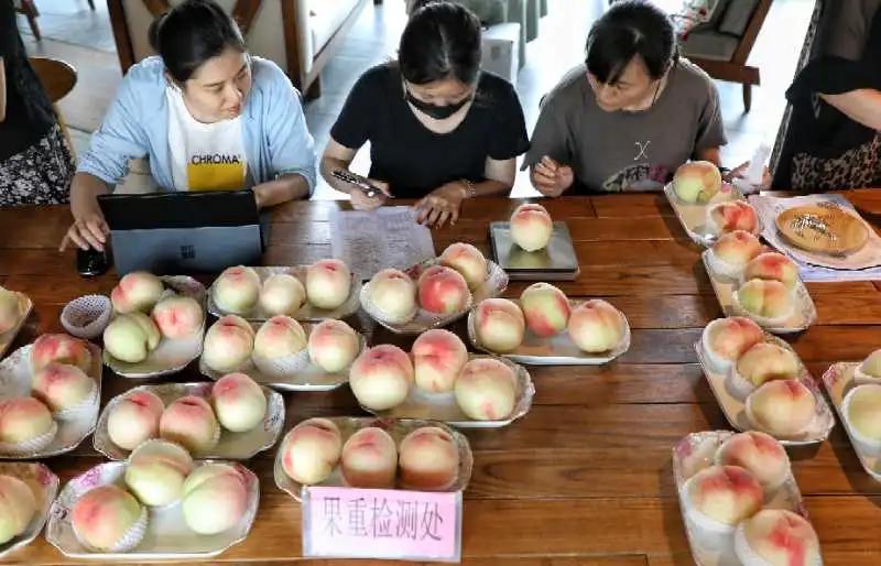 无锡阳山水蜜桃2019年桃王,一看就好吃玫瑰玫瑰