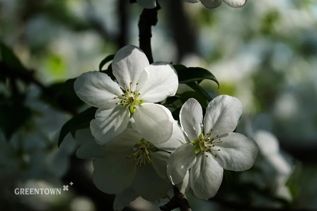 绿城印象南宁市江南区,绿城印象楼中楼