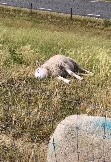 一周gif动图,一周gif图