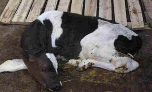 犊牛腹泻怎么治疗最有效,犊牛腹泻治疗后又胀肚怎么办