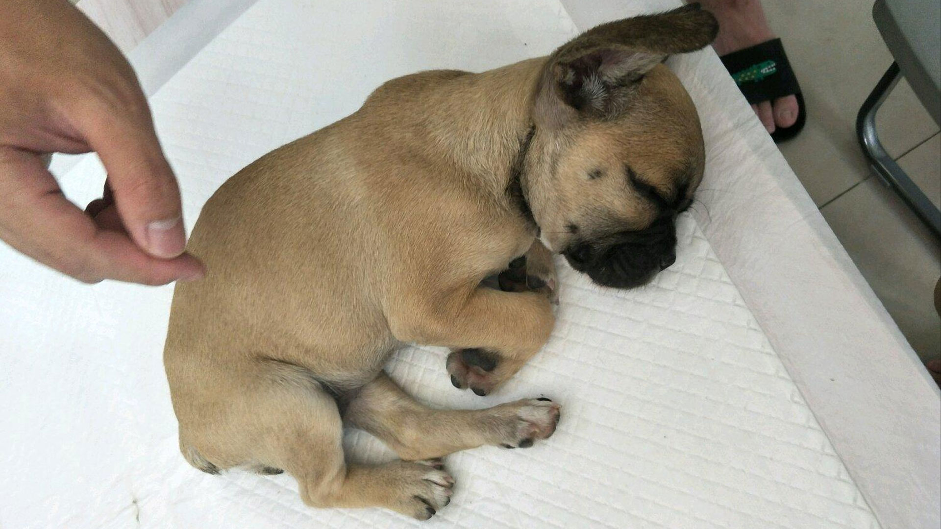 怎么判断刚到家的狗有没有病,小狗到家怎么分辨是病狗还是好狗