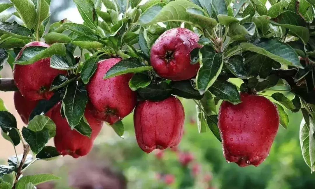 礼县红心苹果,甘肃礼县苹果丰收