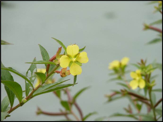 中药材水丁香,水丁香草药有什么功效
