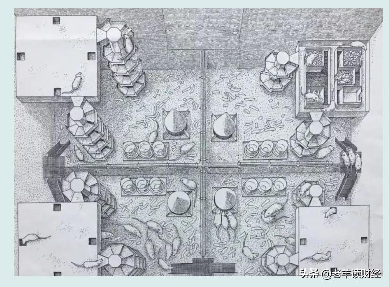 现代老鼠乌托邦25号实验,老鼠乌托邦实验说明了什么