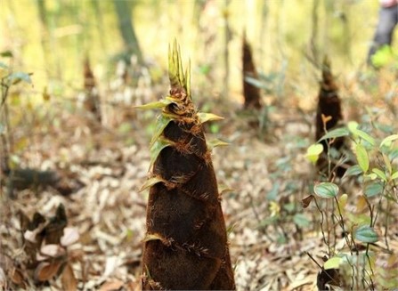 星空露营附近,星空露营地烧烤