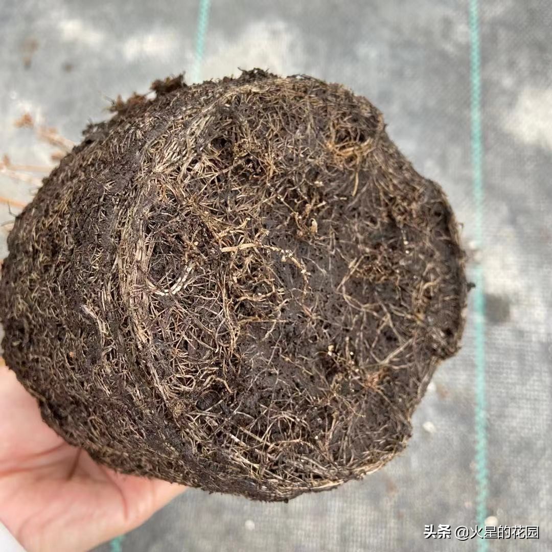 什么原因导致植物闷根,植物为什么闷根会死