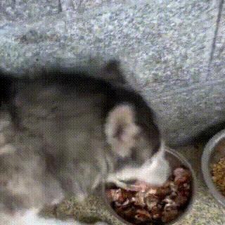 流浪哈士奇偷吃狗粮,哈士奇被饿骨瘦如柴