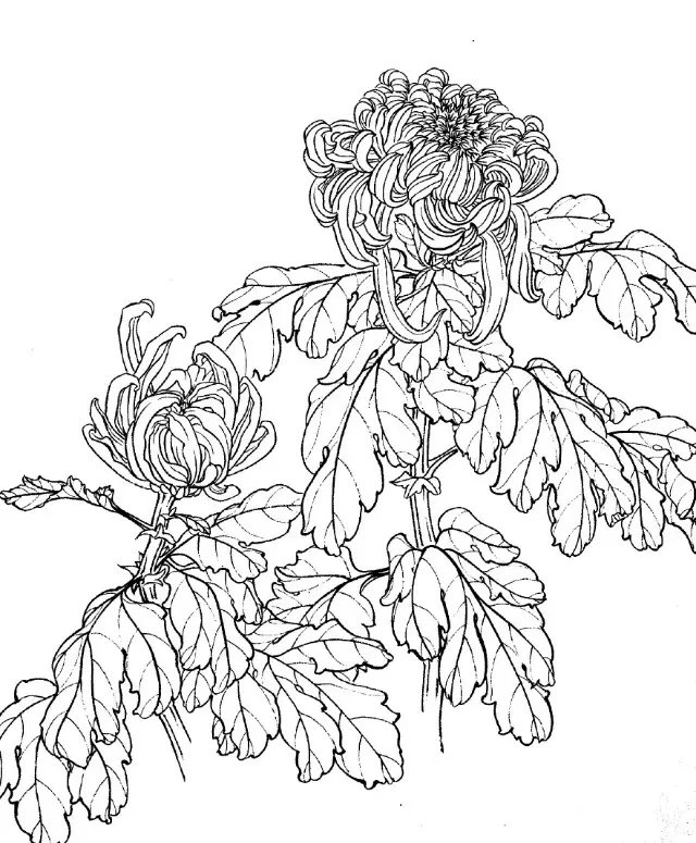 如何画菊花小写意步骤,菊花各种姿态写意画法