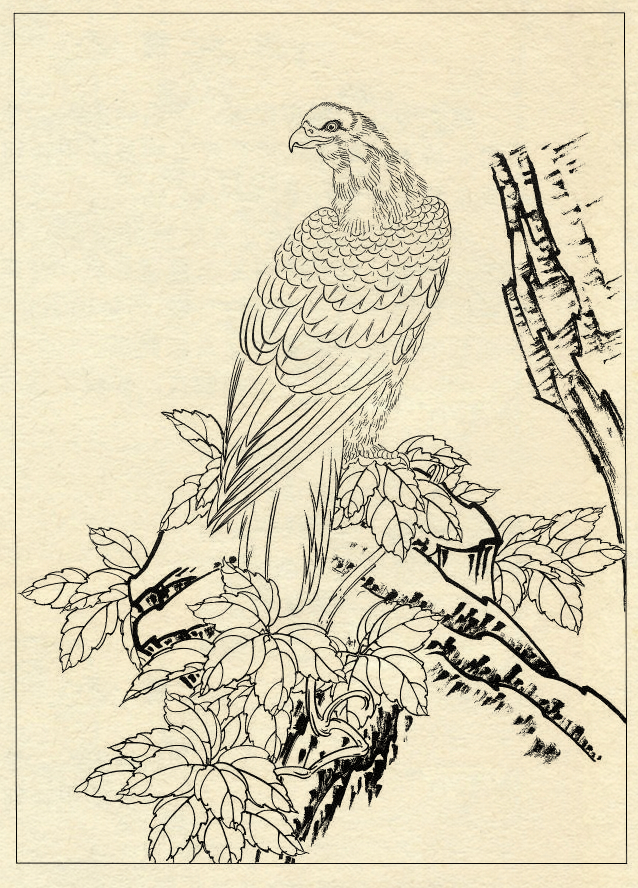鹰的工笔底稿白描大图,白描鹰的画法图片