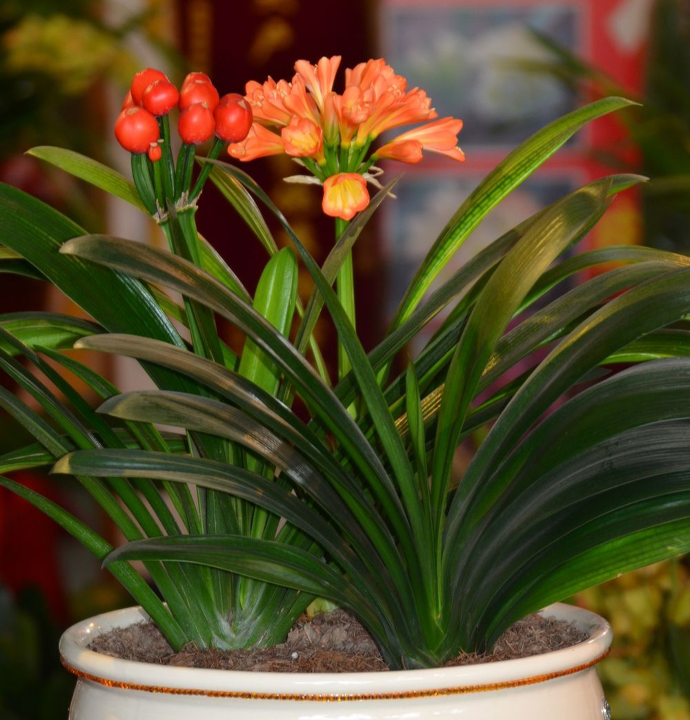 好养的盆栽花卉排名前十,盆栽花比较好养的有哪些