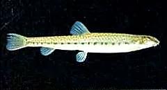 野生泥鳅品种图片大全大图,最大的泥鳅图片大全