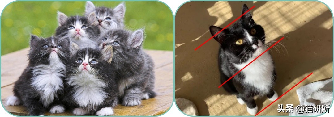 吸猫不得不知道的常识,沉迷吸猫的原因