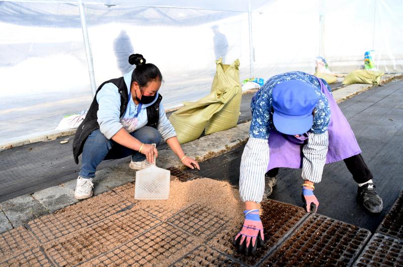 盒马鲜生普通蔬菜供应,盒马鲜生蔬菜供应