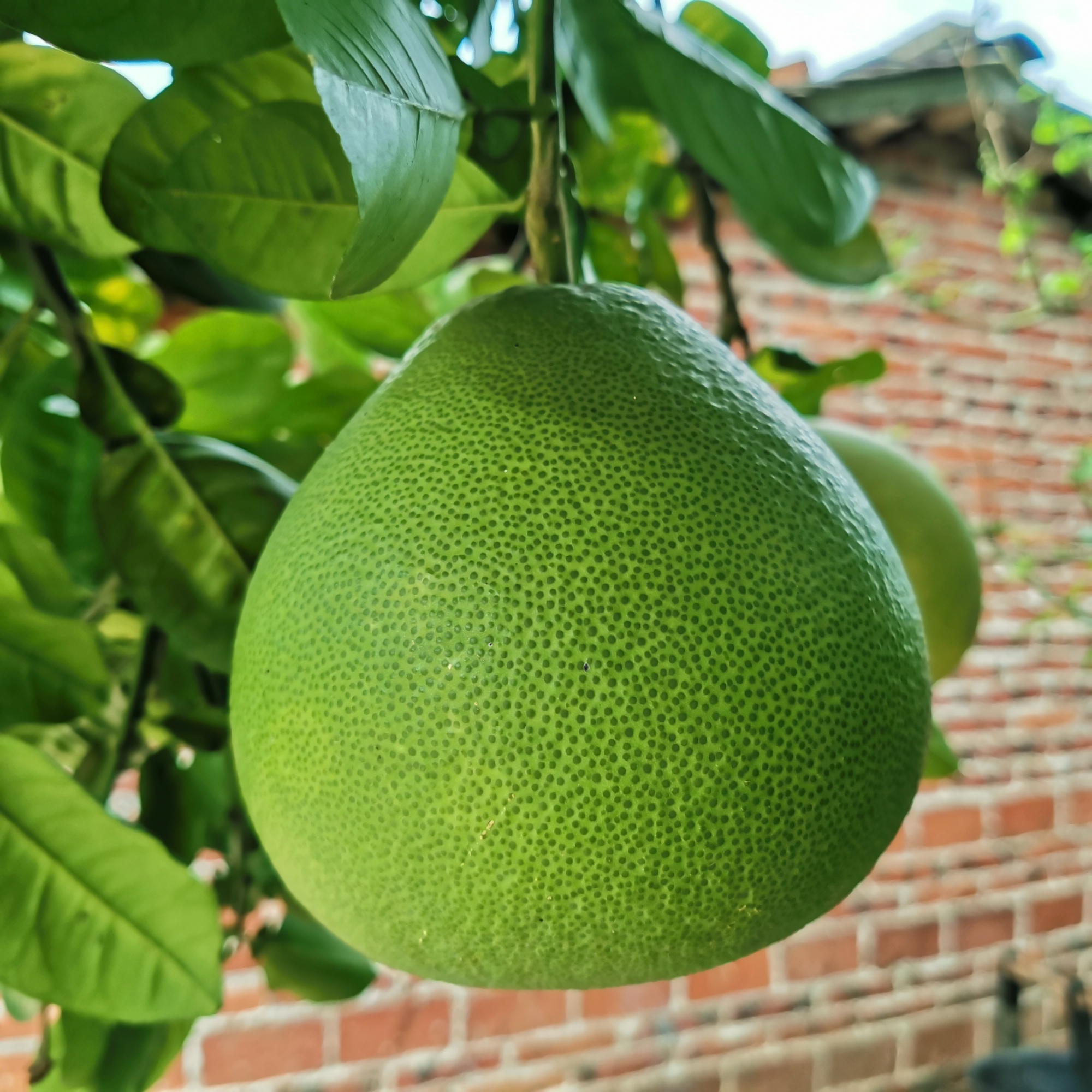 种植柚子的禁忌是什么,种植柚子遇到难解决的麻烦问题