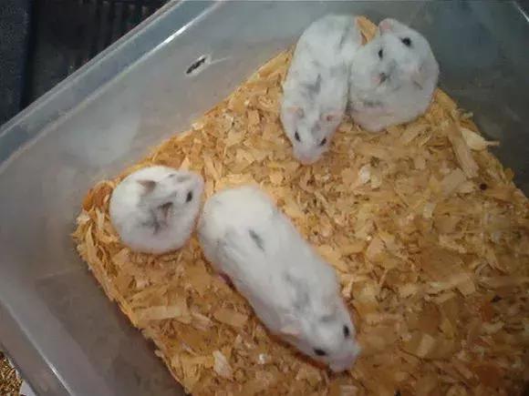 坎贝尔仓鼠和加卡利亚仓鼠,仓鼠生育的小仓鼠种类