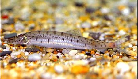 野生泥鳅品种图片大全大图,最大的泥鳅图片大全