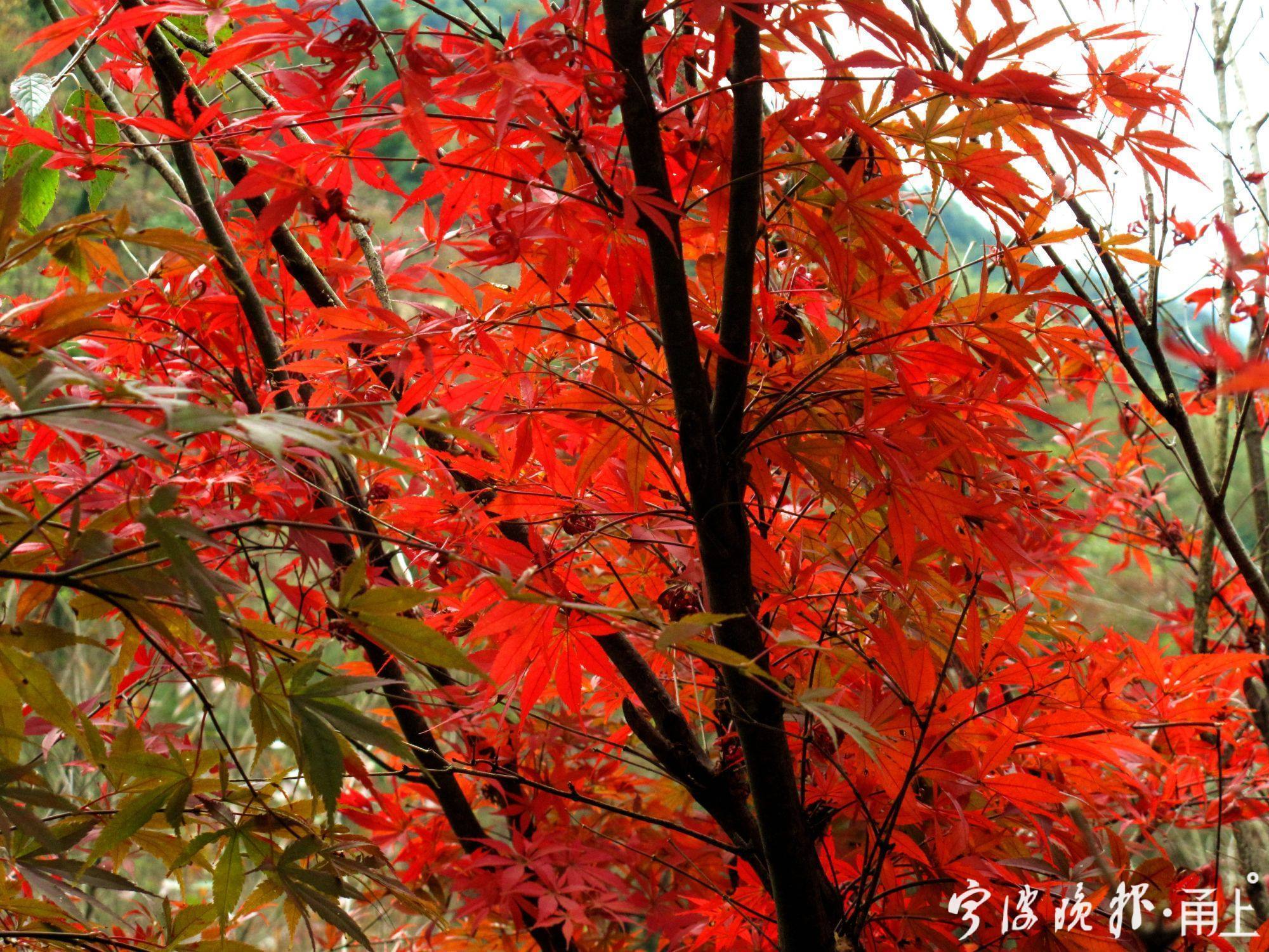 四明山美景,宁波四明山枫叶美景