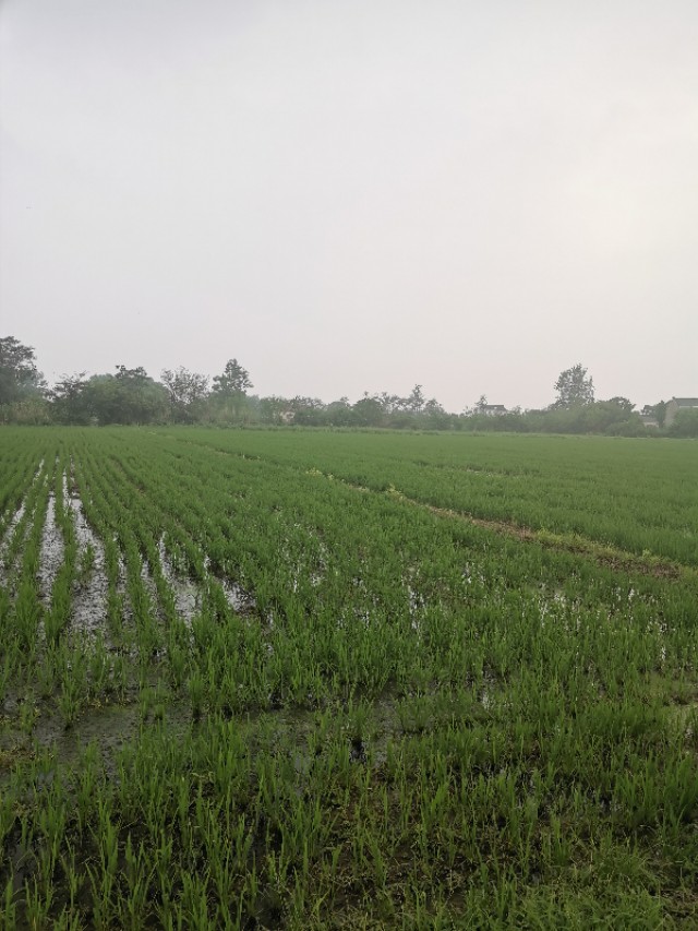 一味追求价格而不注重品质,不能盲目扩大种植面积