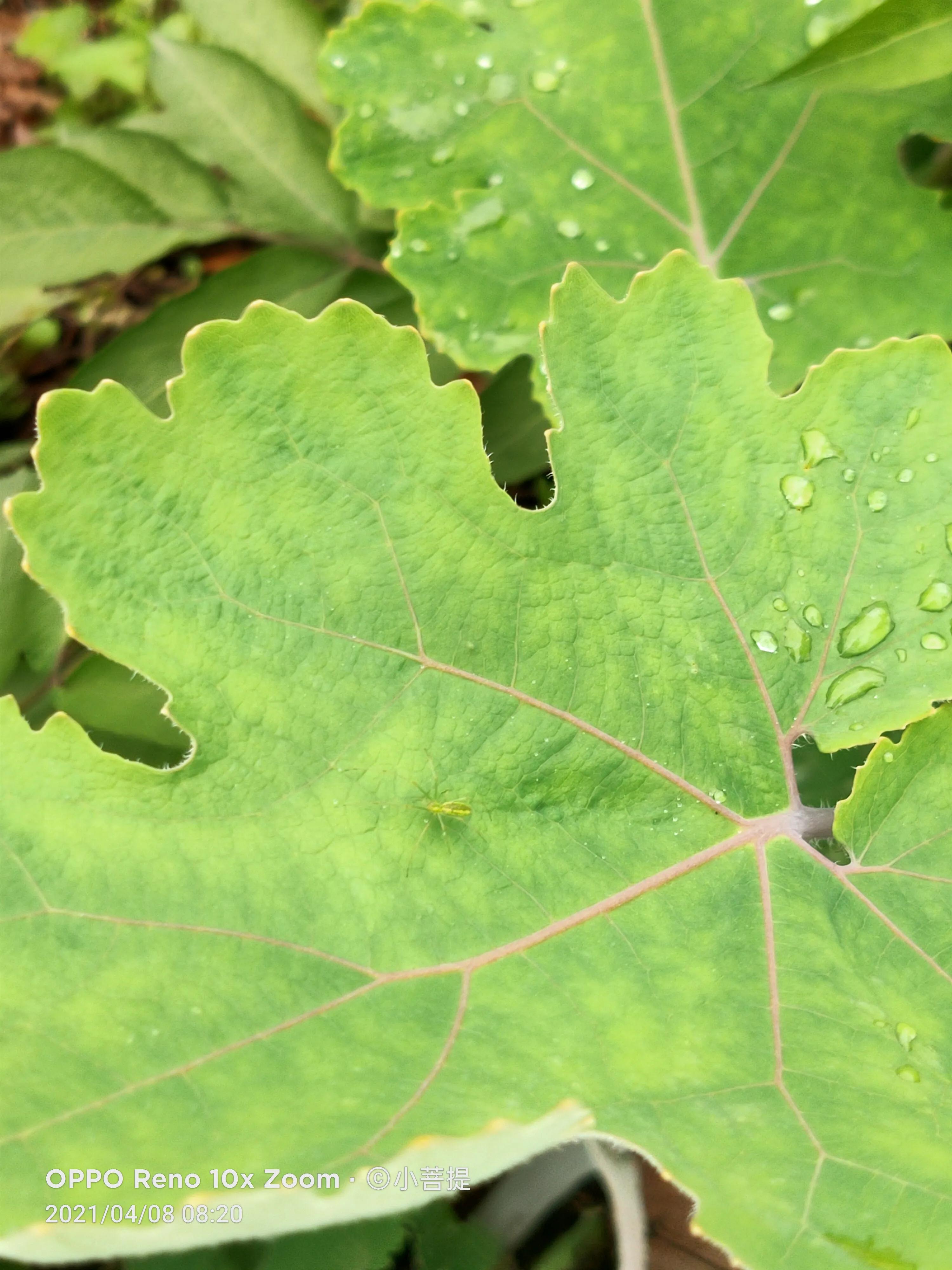这种在草本里显得特别高大美丽的植物是罂栗的亲戚