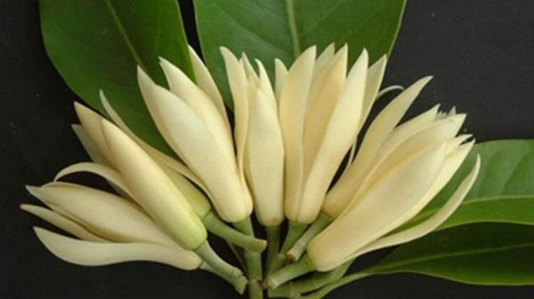 白兰花白色香还是黄色香,哪个品种白兰花最香