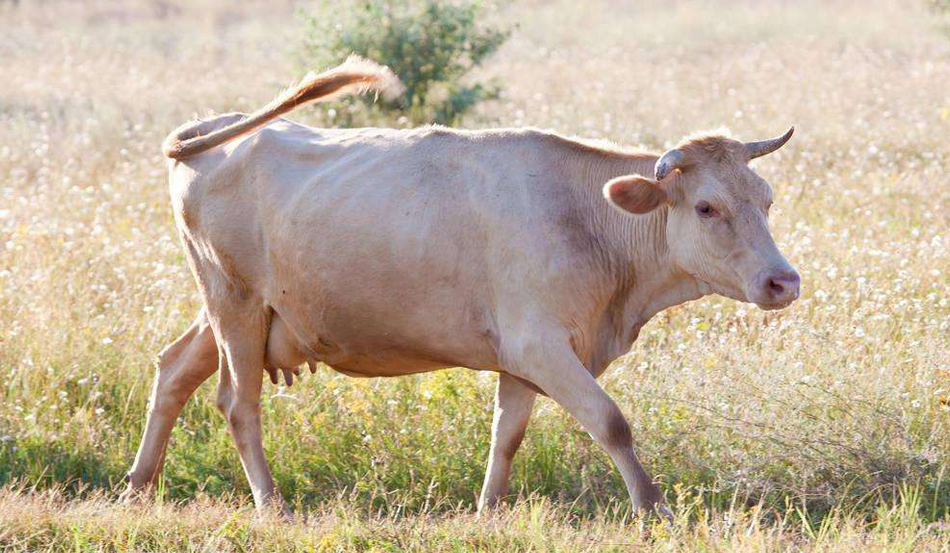 养殖母牛要注意哪些养母牛常识,养殖繁育母牛必须具备什么条件