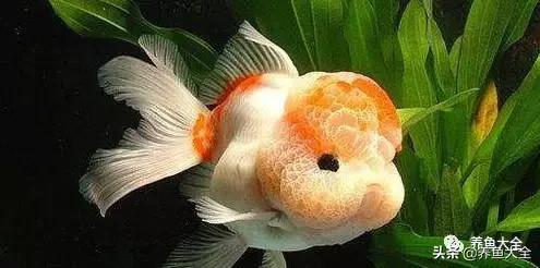 观赏鱼交叉感染是细菌还是真菌,观赏鱼细菌病怎么治疗