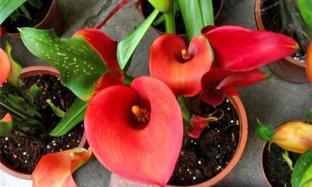 植物小叶马蹄莲,绿色植物马蹄莲