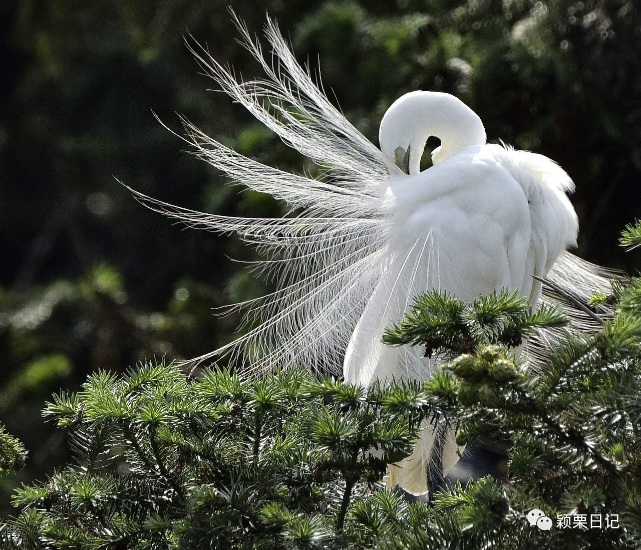 关于白鹭的资料,关于白鹭的资料五年级