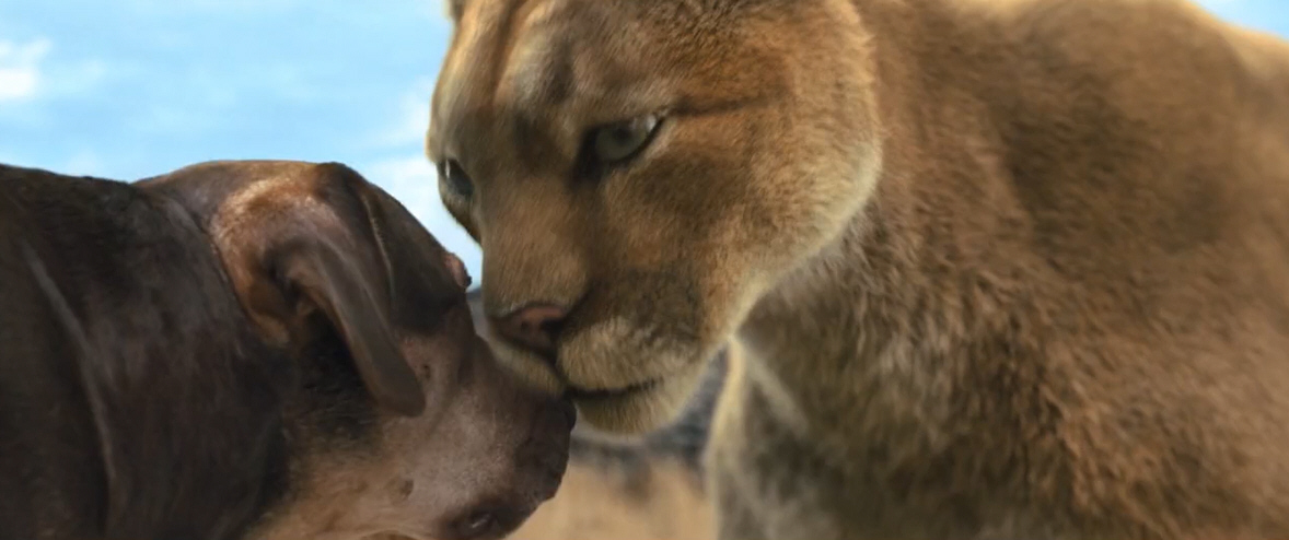 电影故事:一条小狗穿越四百英里回家的故事