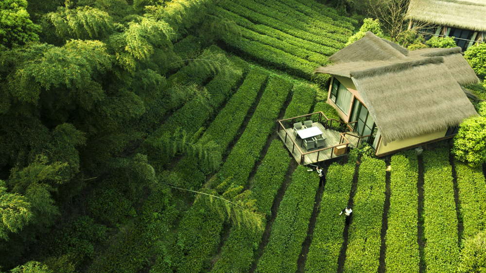 梁建章领衔的携程直播,梁建章携程直播云南