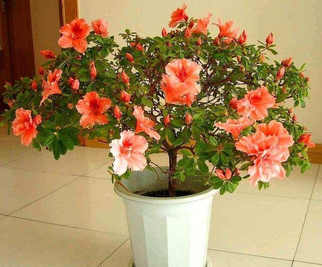 杜鹃长得不茂盛怎么办,杜鹃养花知识技巧和方法